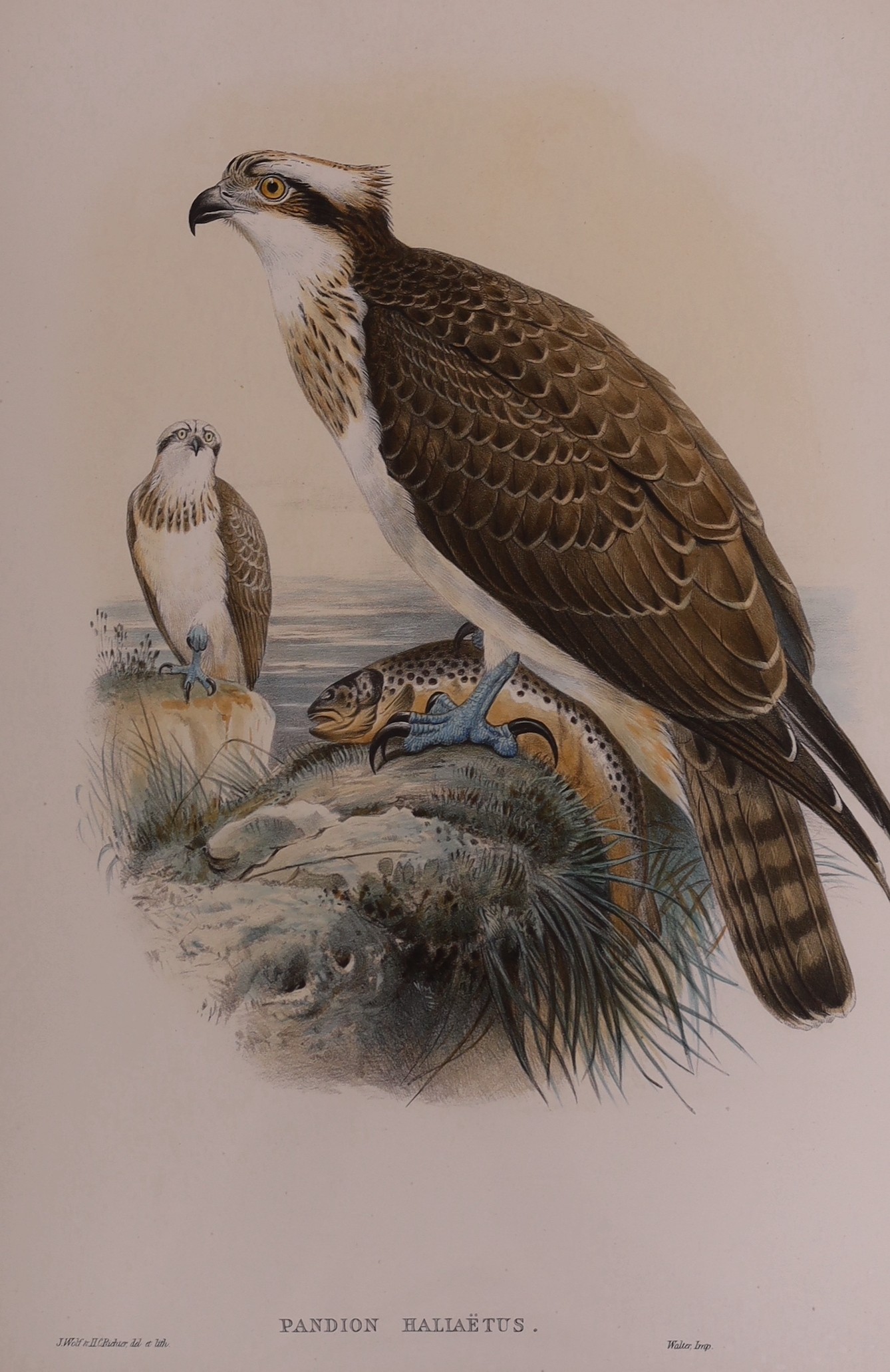 After John Gould, J. Wolf & H.C.Richter, six assorted colour lithographs from The Birds of Great Britain, largest 53 x 36cm